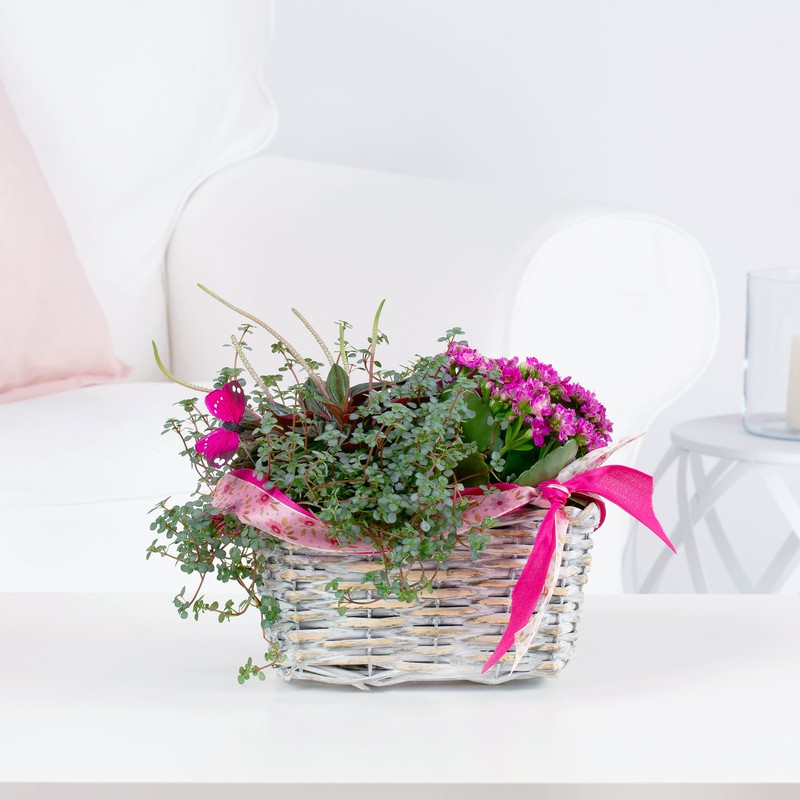 Tender Kalanchoe
