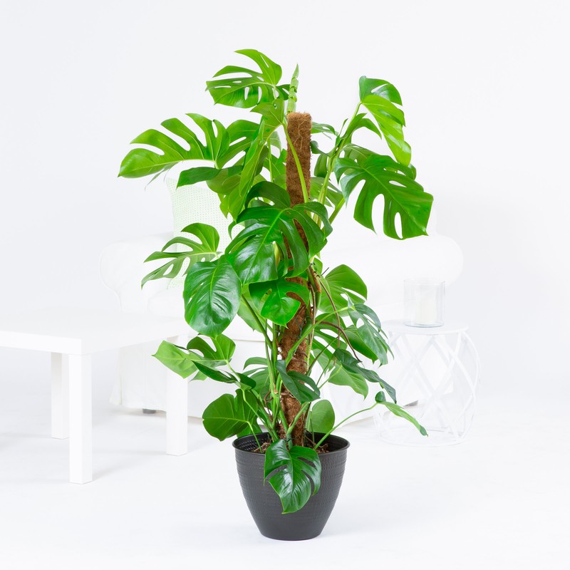 Monstera deliciosa