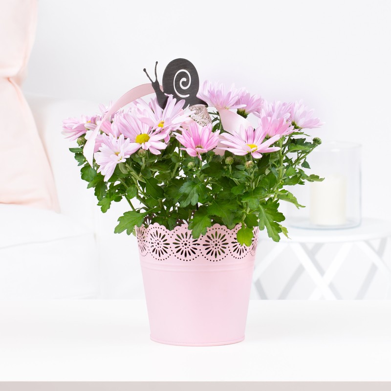 Chrysanthemen