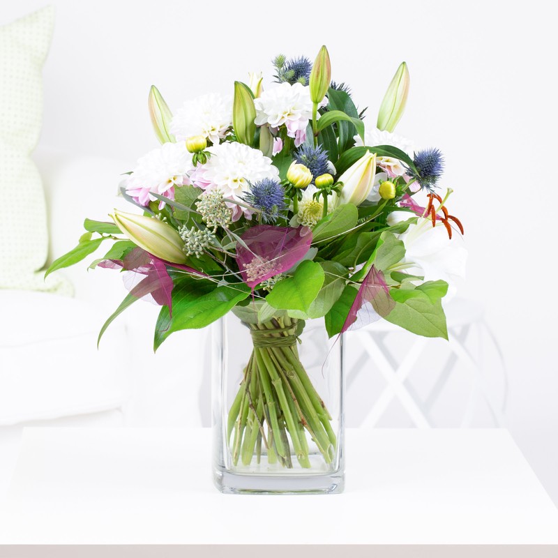 Dahlien "Light Lilac"