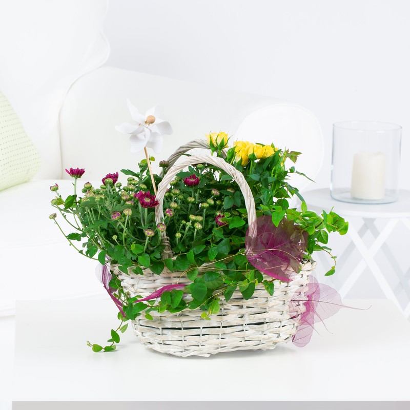 Chrysantheme "Bed of Flowers"