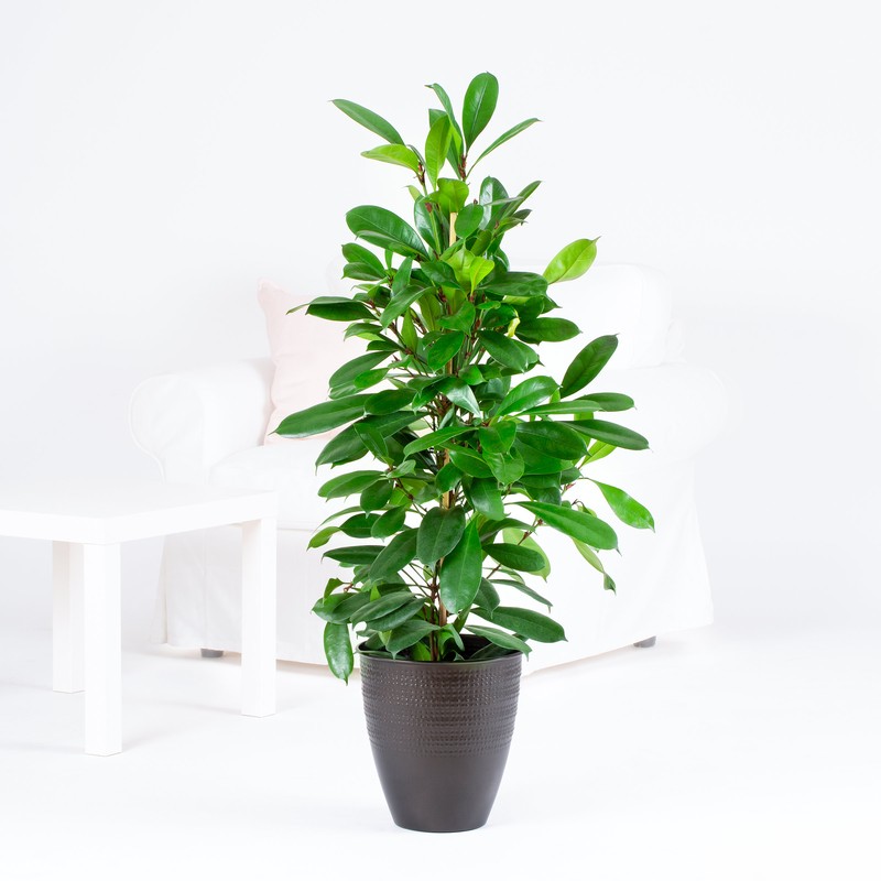 Ficus cyathistipula