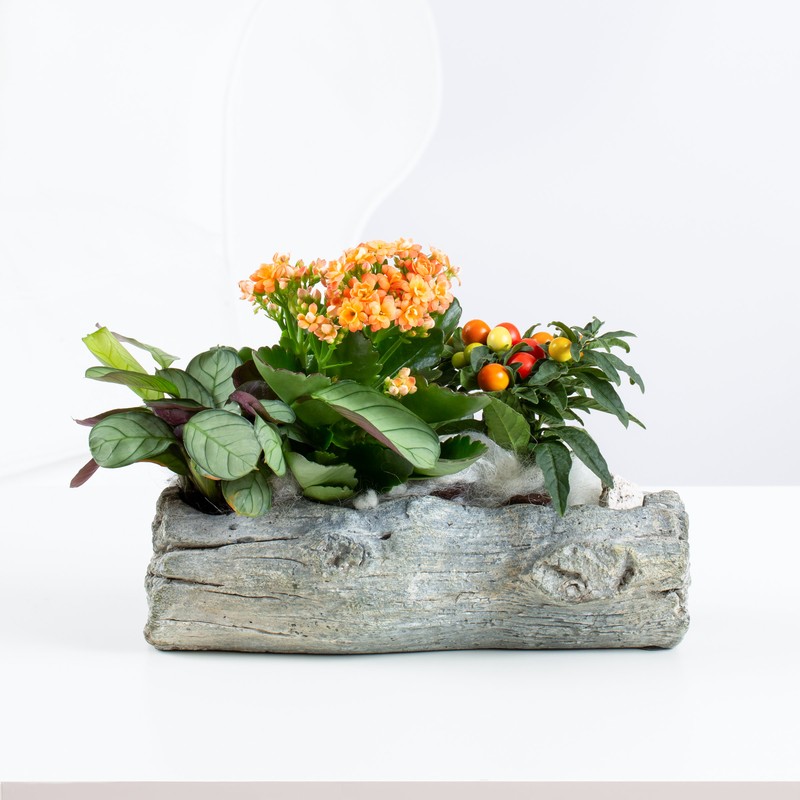 Kalanchoe "Piece of Nature"